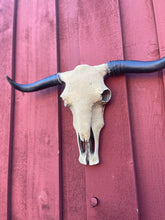 Load image into Gallery viewer, Sandy Cowskull