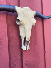 Load image into Gallery viewer, Sandy Cowskull