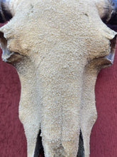 Load image into Gallery viewer, Sandy Cowskull