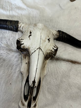 Load image into Gallery viewer, Blank Cowskull Wall Decor
