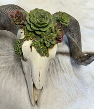 Load image into Gallery viewer, Ram Skull Floral Skull
