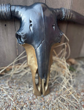 Load image into Gallery viewer, Maximus Black &amp; Gold Cowskull
