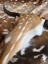 Load image into Gallery viewer, Authentic Axis Deer Hide Skull Wall Decor
