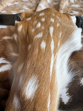 Load image into Gallery viewer, Authentic Axis Deer Hide Skull Wall Decor
