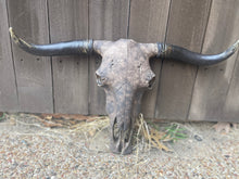 Load image into Gallery viewer, Custom Stetson Cowskull
